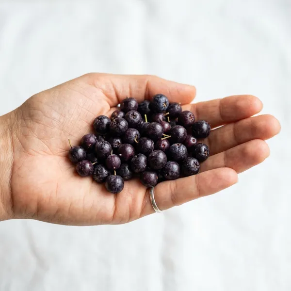 Maqui Berry