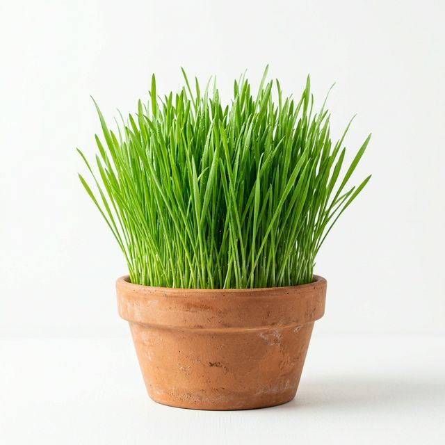 Fresh Wheatgrass Pot